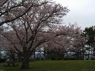 野島公園サクラ開花情報【４月３日号】