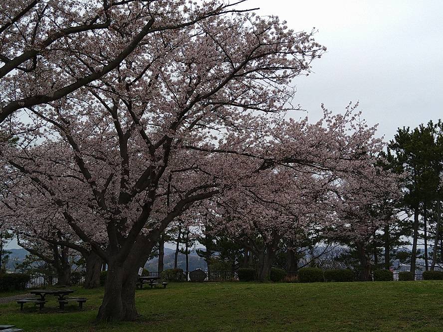 野島公園サクラ開花情報【４月３日号】の写真