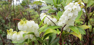 博文邸花だより　2022年4月4日