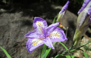  博文邸花だより　2022年4月26日