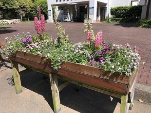 野島公園花だより　【2022年4月25日号】