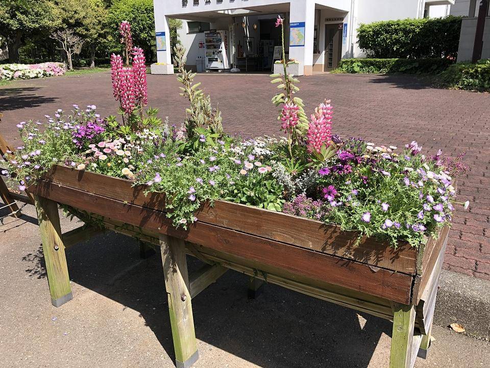 野島公園花だより　【2022年4月25日号】の写真