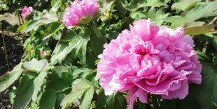 博文邸花だより【牡丹編】　2022年4月9日