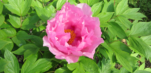 博文邸花だより【牡丹編】　2022年4月7日