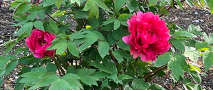  博文邸花だより【牡丹編】　2022年4月10日