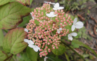 博文邸花だより 2022年5月20日