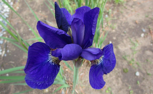 博文邸花だより 2022年5月2日