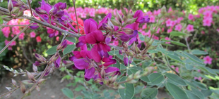 博文邸花だより 2022年5月27日