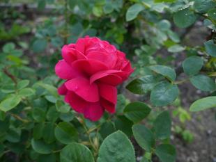 野島公園花だより【2022年5月3日号】