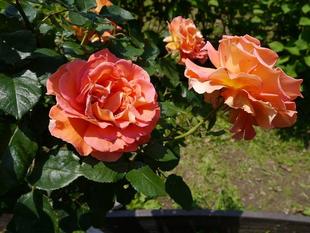 野島公園花だより【2022年5月20日号】