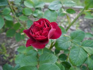 野島公園花だより【2022年5月7日号】