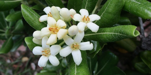 博文邸花だより 2022年5月3日