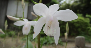 博文邸花だより 2022年5月6日