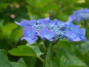 あじさいが咲き始めました。