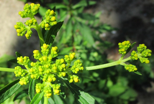 博文邸花だより　2022年6月27日