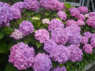 海岸通りのあじさい