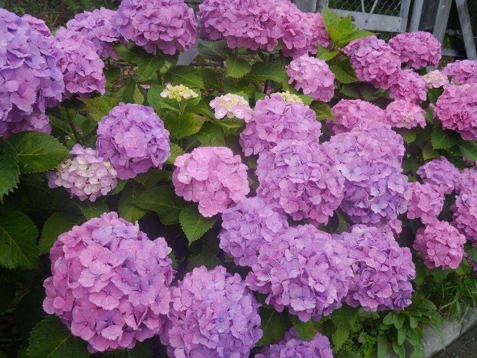 海岸通りのあじさいの写真