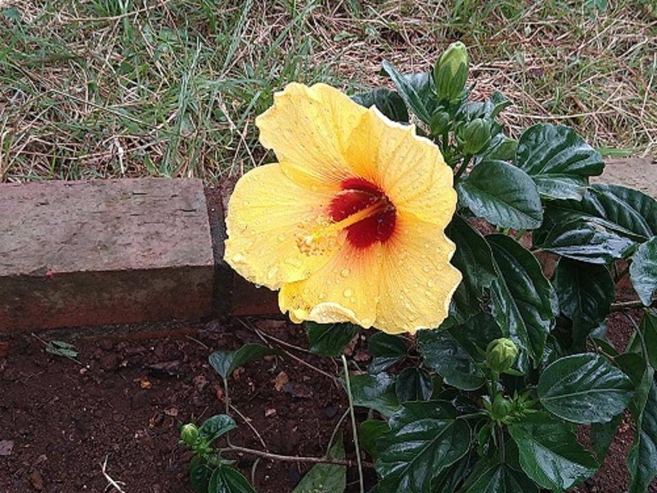 花壇に夏らしい花苗を植えました。の写真