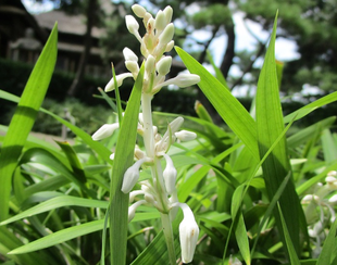 博文邸花だより　2022年7月18日