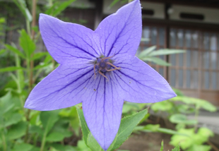 博文邸花だより　2022年7月14日