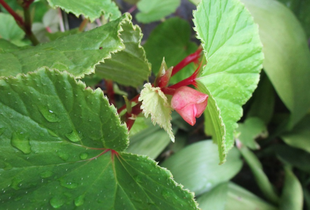  博文邸花だより　2022年7月26日