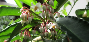 博文邸花だより　2022年7月12日