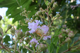 博文邸花だより　2022年7月24日