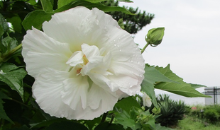 博文邸花だより　2022年8月21日