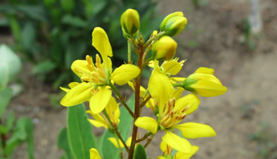 博文邸花だより　2022年8月29日