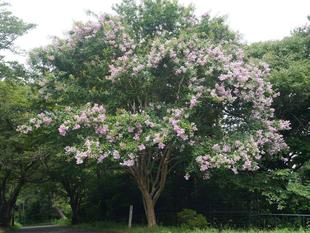 成長したサルスベリ