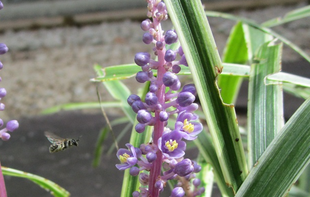博文邸花だより　2022年9月8日
