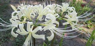  博文邸花だより　2022年9月16日