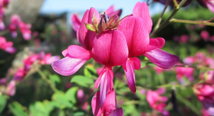 博文邸花だより　2022年9月30日