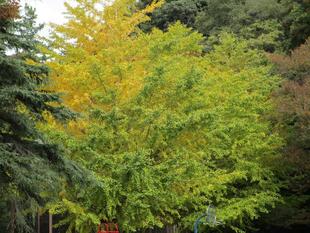  野島公園紅葉情報【2022年11月18日】