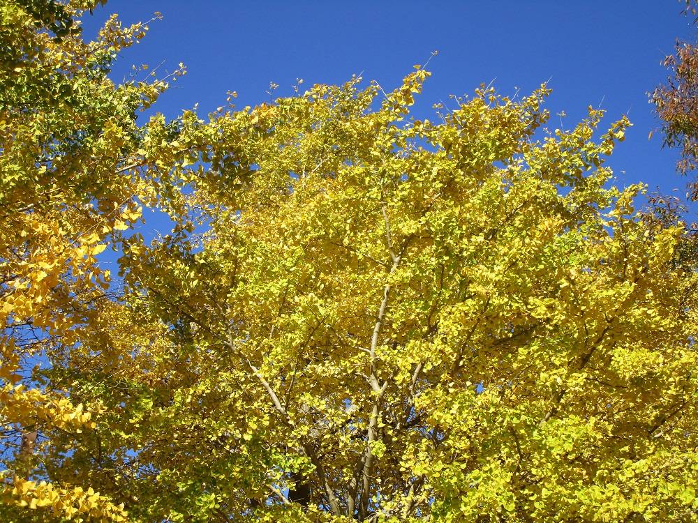 野島公園紅葉情報【2022年11月25日】の写真