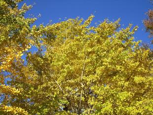  野島公園紅葉情報【2022年11月25日】