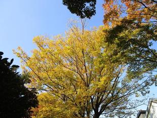野島公園紅葉情報