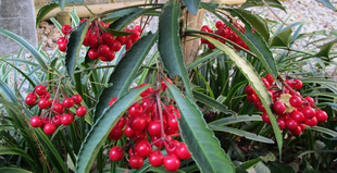 博文邸花だより　2022年12月28日