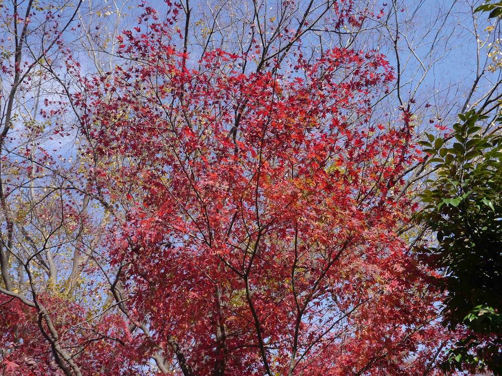 野島公園紅葉情報【2022年12月3日】の写真