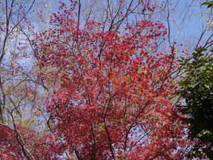  野島公園紅葉情報【2022年12月３日】
