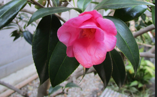 博文邸花だより　2023年１月８日