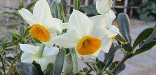  博文邸花だより　2023年1月27日