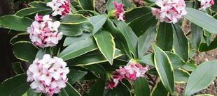  博文邸花だより　2023年2月23日