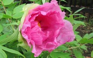 博文邸花だより【牡丹編】　2023年3月24日