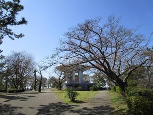 桜開花情報【2023年3月15日】