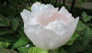 博文邸花だより【牡丹編】　2023年3月31日