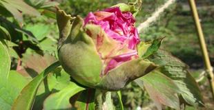 博文邸花だより【牡丹編】2023年3月22日