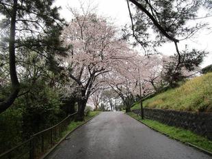 桜開花情報【2023年3月26日】