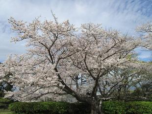 桜開花情報【2023年3月24日】
