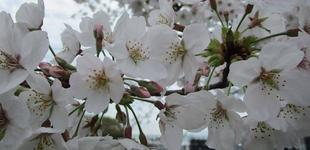  博文邸花だより　2023年3月24日